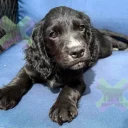 Cocker Spaniel (Working)