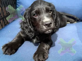 Cocker Spaniel (Working)