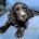 Cocker Spaniel (Working)