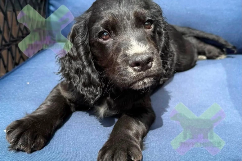 Cocker Spaniel (Working)