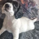 Cocker Spaniel (Working)