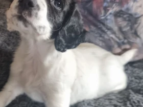 Cocker Spaniel (Working)