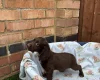 Cocker Spaniel (Working)