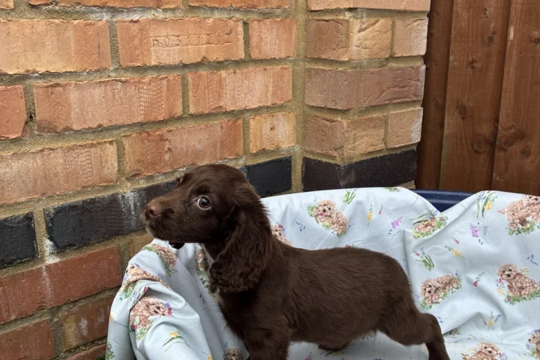 Cocker Spaniel (Working)