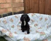 Cocker Spaniel (Working)
