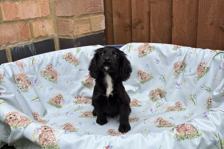 Cocker Spaniel (Working)