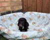 Cocker Spaniel (Working)