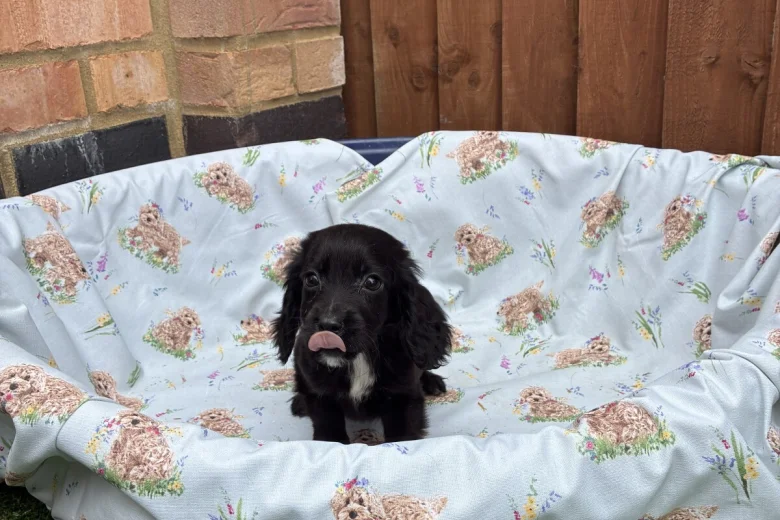 Cocker Spaniel (Working)