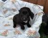 Cocker Spaniel (Working)