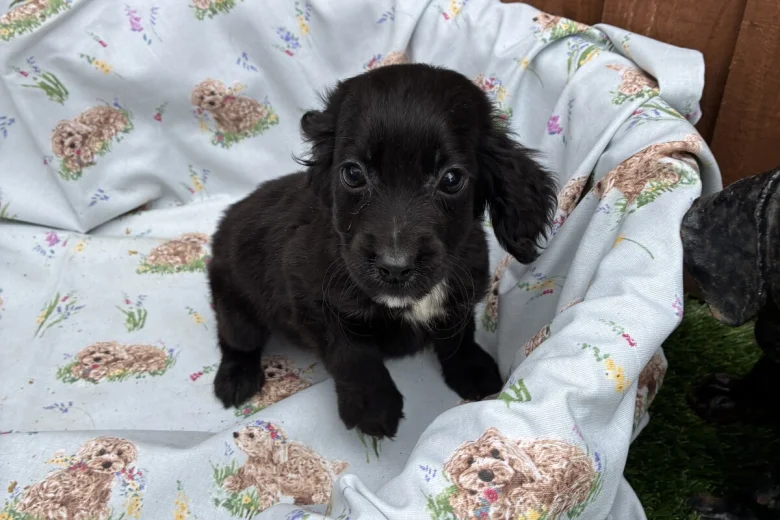 Cocker Spaniel (Working)