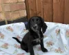 Cocker Spaniel (Working)