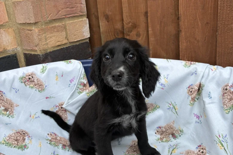 Cocker Spaniel (Working)