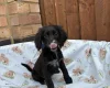Cocker Spaniel (Working)