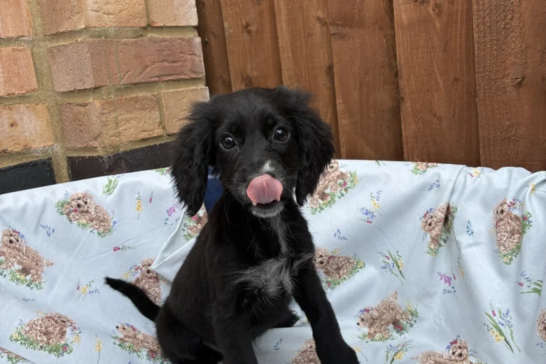 Cocker Spaniel (Working)