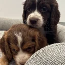 Cocker Spaniel (Working)