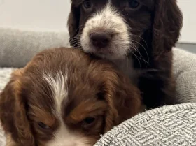 Cocker Spaniel (Working)
