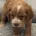 Cocker Spaniel (Working)