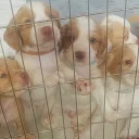 Cocker Spaniel (Working)