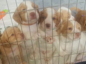 Cocker Spaniel (Working)