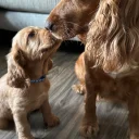 Cocker Spaniel (Working)