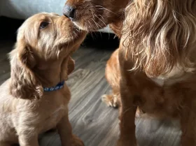 Cocker Spaniel (Working)