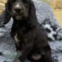 Cocker Spaniel (Working)