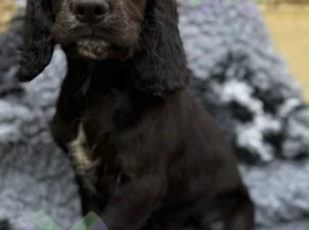 Cocker Spaniel (Working)