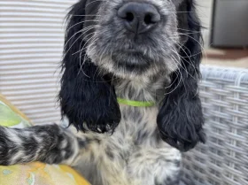 Cocker Spaniel (Working)