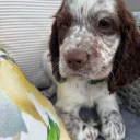 Cocker Spaniel (Working)