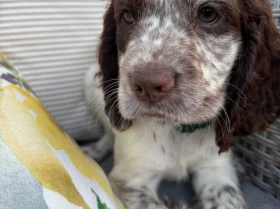 Cocker Spaniel (Working)
