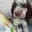 Cocker Spaniel (Working)