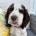Cocker Spaniel (Working)