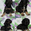 Cocker Spaniel (Working)