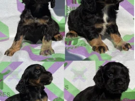 Cocker Spaniel (Working)