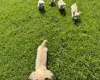 Dachshund (Miniature Long Haired)