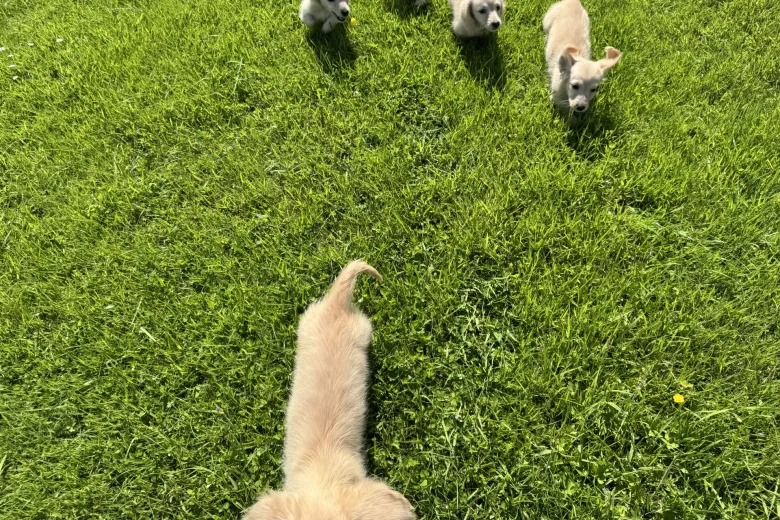 Dachshund (Miniature Long Haired)