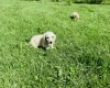 Dachshund (Miniature Long Haired)