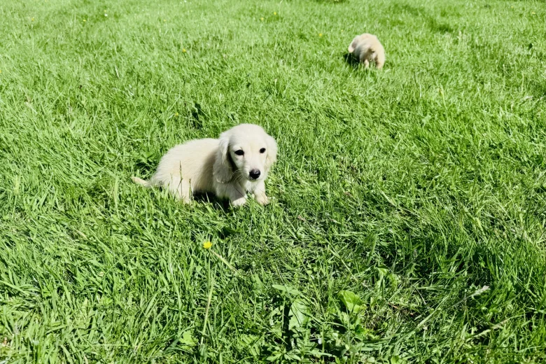 Dachshund (Miniature Long Haired)
