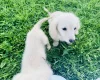Dachshund (Miniature Long Haired)