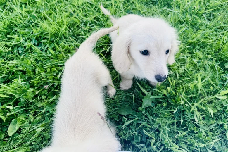 Dachshund (Miniature Long Haired)