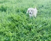 Dachshund (Miniature Long Haired)