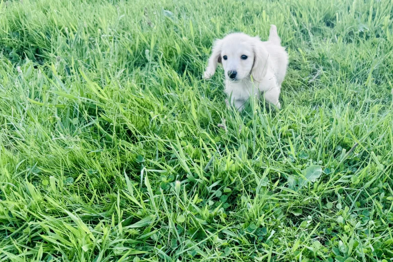 Dachshund (Miniature Long Haired)