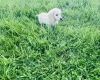 Dachshund (Miniature Long Haired)