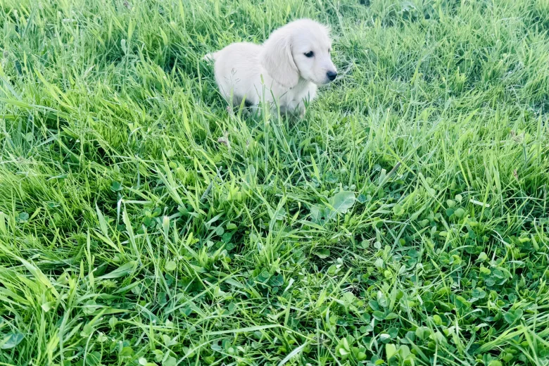Dachshund (Miniature Long Haired)