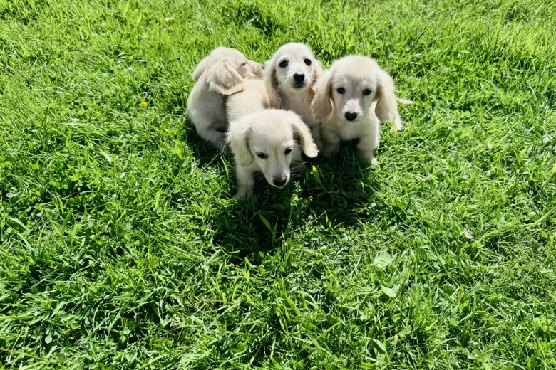 Dachshund (Miniature Long Haired)