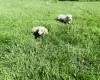 Dachshund (Miniature Long Haired)