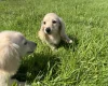 Dachshund (Miniature Long Haired)