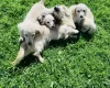 Dachshund (Miniature Long Haired)