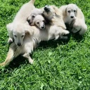 Dachshund (Miniature Long Haired)