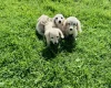Dachshund (Miniature Long Haired)